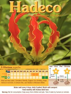 Gloriosa Flame Lily - 460