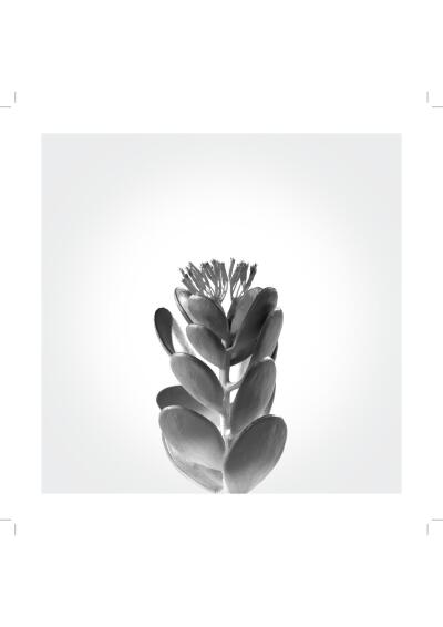PRINT CACTUS 3 20CMX20CM