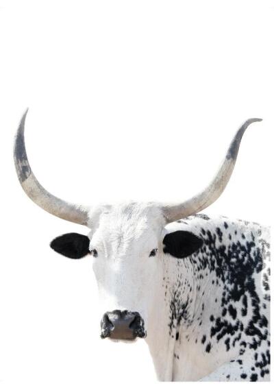 PRINT NGUNI BLACK 50X70CM