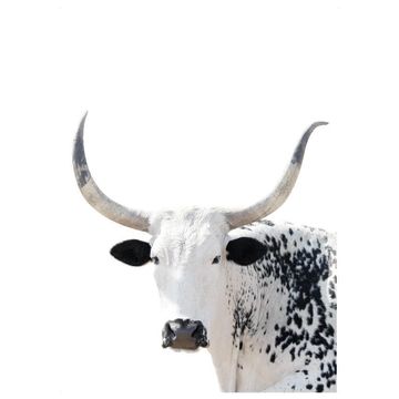 PRINT NGUNI BLACK 50X70CM