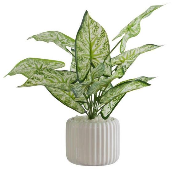 ARROWHEAD IN POT 41X35CM
