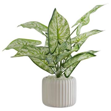 ARROWHEAD IN POT 41X35CM