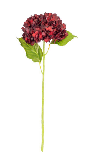 Hydrangea Stem WLVS 21 Cream