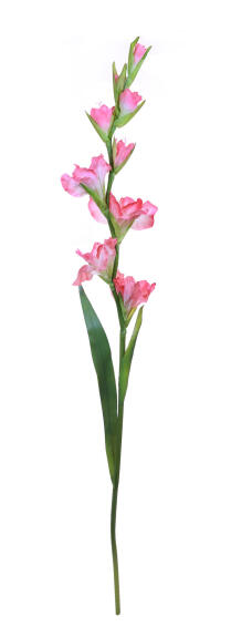GLADIOLUS 86CM DI PINK
