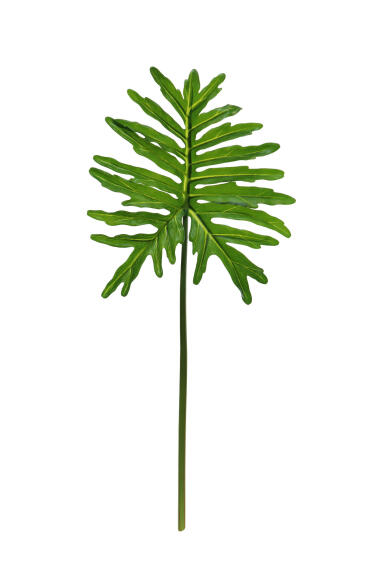 SELLOUM LEAF FLORAL GALLERY 36