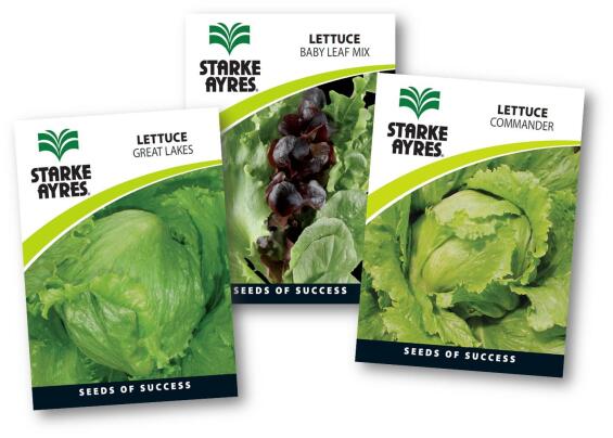 Lettuce Seed