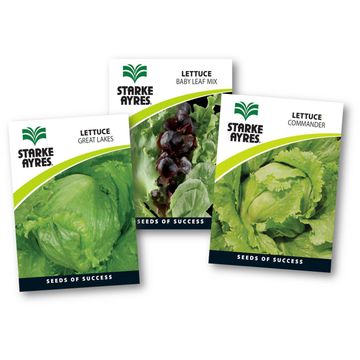 Lettuce Seed