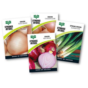 Onion Seed