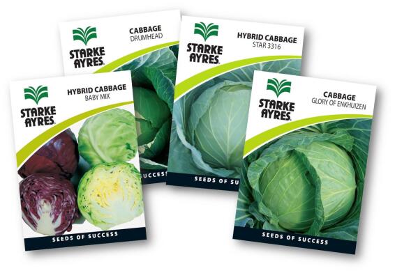Cabbage Seed