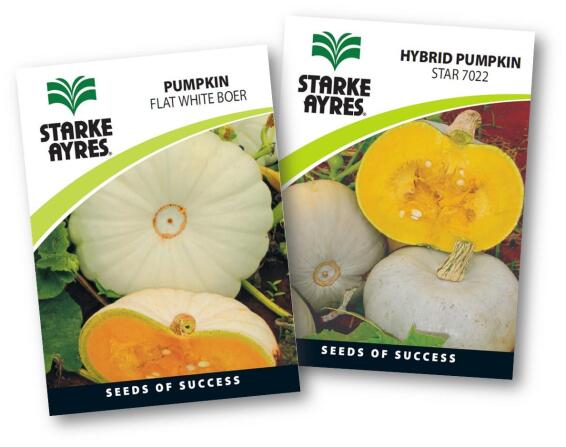 Pumpkin Seed