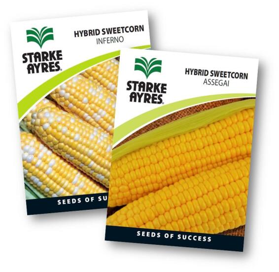 Sweetcorn Seed