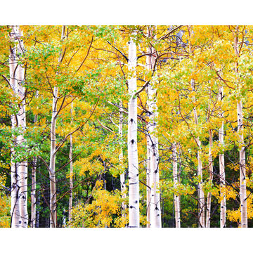 CANVAS YELLOW LEAFS 40X50CM