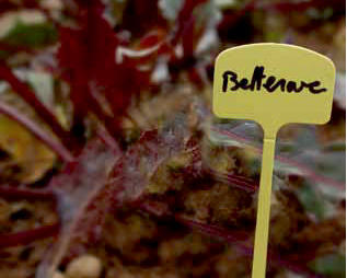 Plant Label, Plastic, NORTENE, 13cm, 10 Per Pack