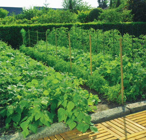 Trellinet, Plastic, NORTENE, 1mx5m, Green