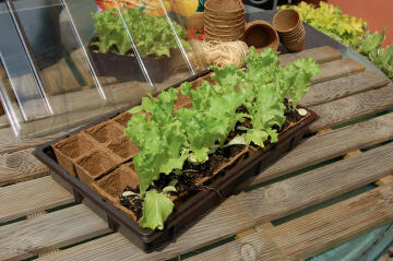 Greenhouse, Mini, NORTENE, 38x22x6cm, Includes 28 x Biodegradable Pots 5cm and tray
