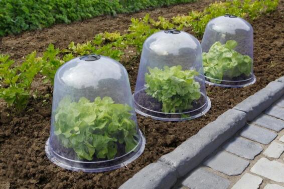Cover, Plastic Bell Shape, NORTENE, 30cm(H) x 33cm(W), 1 Per Pack