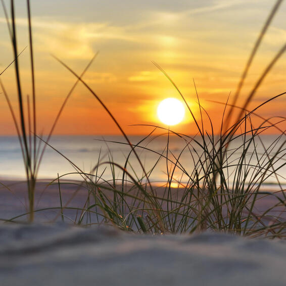 COTTON CANVAS BEACH GRASS 30X30CM
