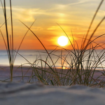 COTTON CANVAS BEACH GRASS 30X30CM