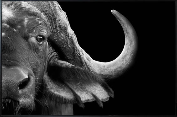 Framed canvas buffalo 125x175cm