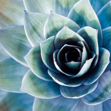 Stretched Canvas Aloe