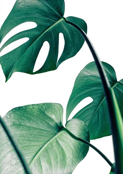 Stretched canvas leafs 120x75cm