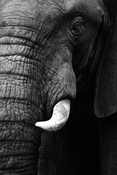 Stretched canvas elephant 120x75cm