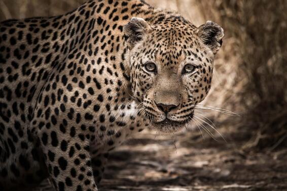 Stretched canvas leopard 120x75cm