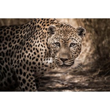 Stretched canvas leopard 120x75cm