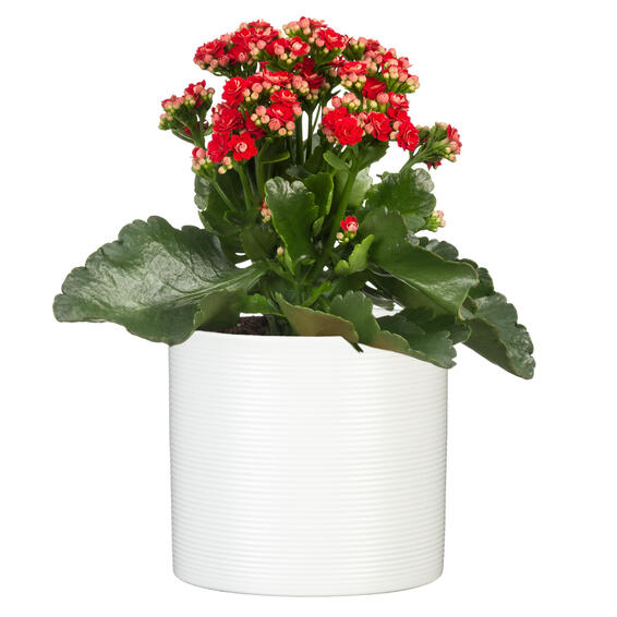 Scheurich ceramic plant pot ivory white 14cm