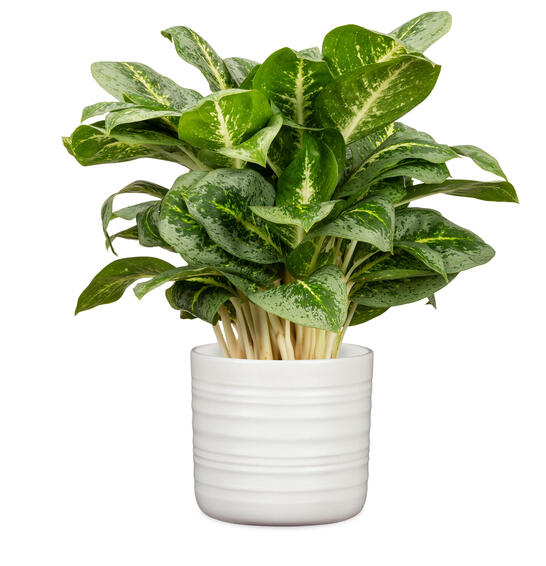 Scheurich ceramic plant pot soft wool 14cm