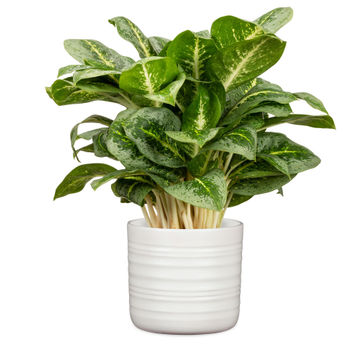 Scheurich ceramic plant pot soft wool 14cm