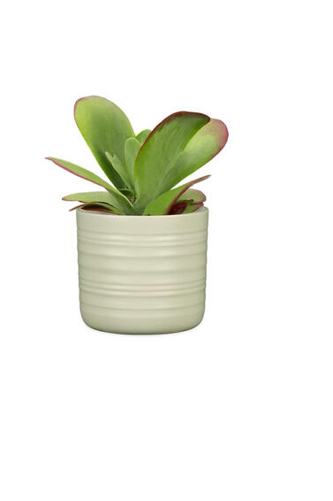 Scheurich ceramic plant pot silent green 14cm