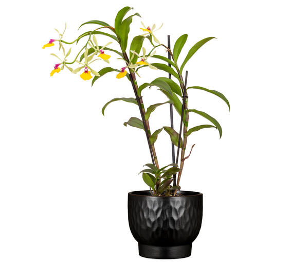 Scheurich ceramic plant pot ebano 15cm