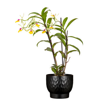 Scheurich Ceramic Plant Pot Ebano 15cm
