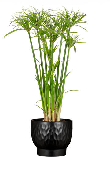 Scheurich ceramic plant pot black 18cm