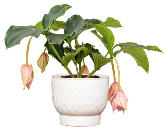 Scheurich ceramic plant pot opale white 15cm