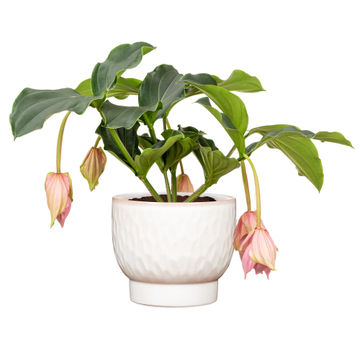 Scheurich ceramic plant pot opale white 15cm