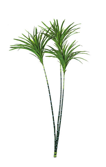 DRACENA 43 SP X 3