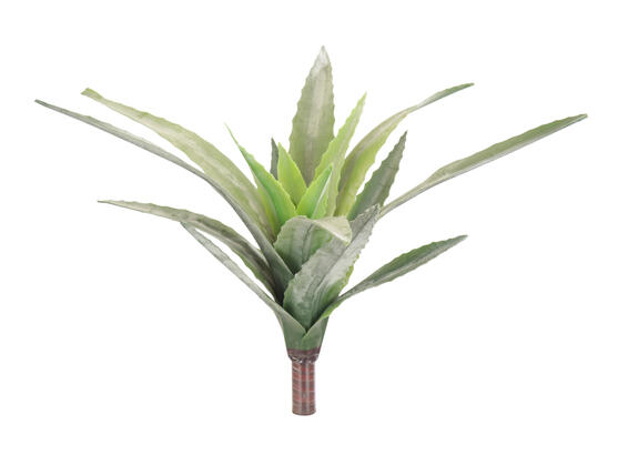 ALOE PLANT 11.5