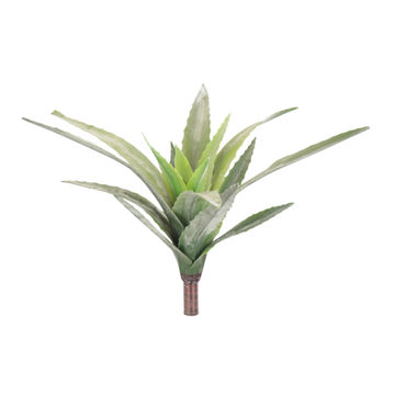 ALOE PLANT 11.5