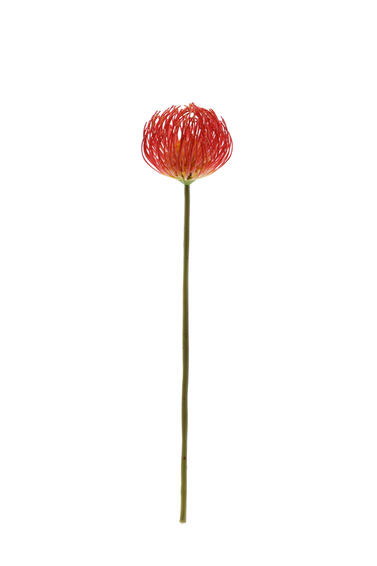 NEEDLE PROTEA SPRAY 43CM RED