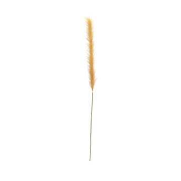 PAMPAS GRASS STEM 52IN