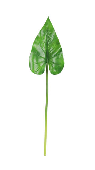 ANTHIRIUM LEAF 25 GREEN