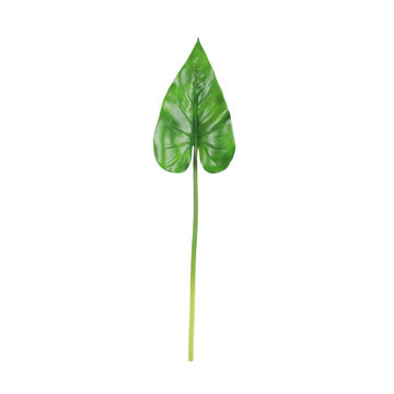 ANTHIRIUM LEAF 25 GREEN