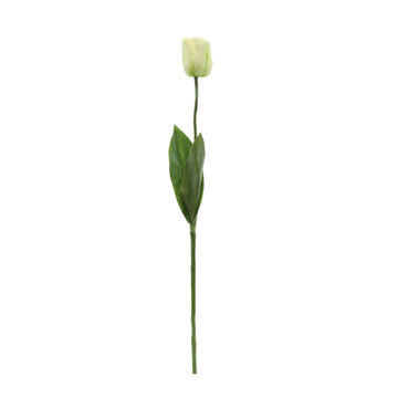 TULIP GARDEN SINGLE LIME