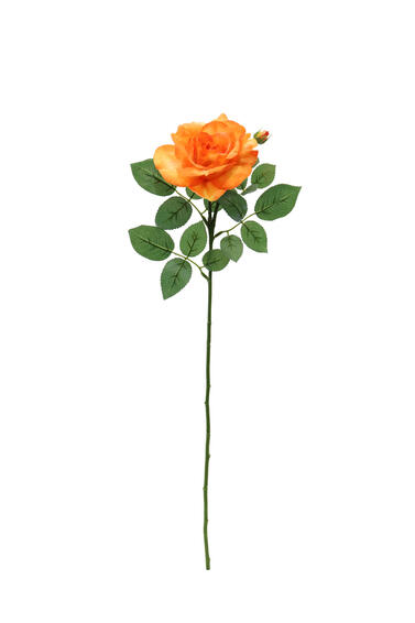 COLIN ROSE REAL GARDEN 25 ORANGE