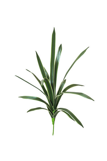 SANSSERVERIA PLANT 27 GRWH