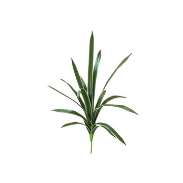 SANSSERVERIA PLANT 27 GRWH