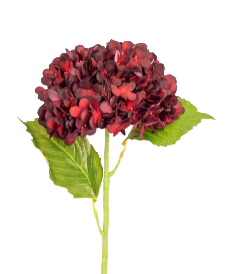 HYDRANGEA STEM WLVS 21RED