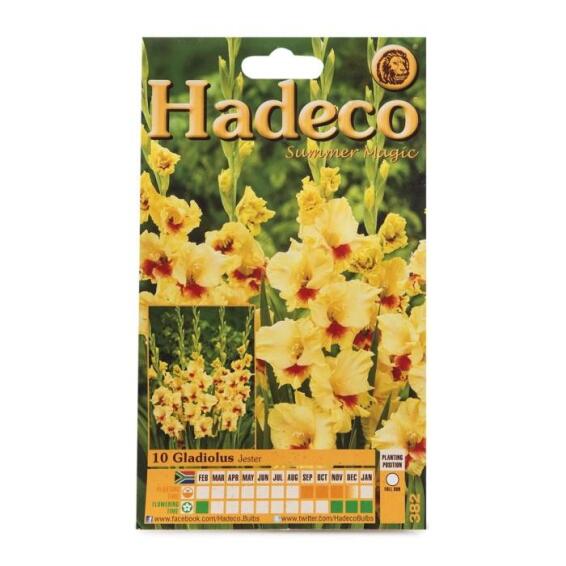 Gladioli Jester - Yellow/Red Heart - 382